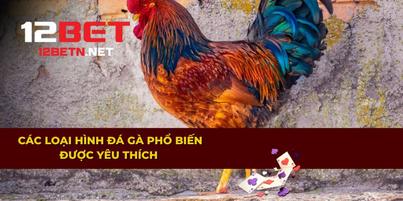 Các loại hình đá gà phổ biến được yêu thích